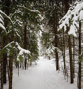 Forest pathway