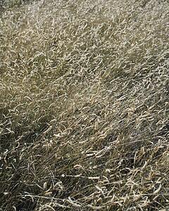 Desert Grass 