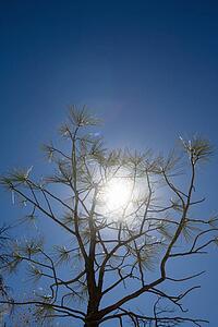 Pine tree