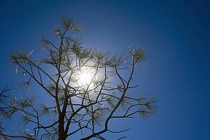 Pine tree branches with sun light 