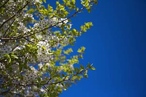 Cherry tree branches 