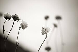 Flowers gone to seed