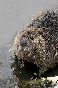 Beaver in shallow water