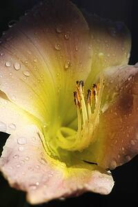 Flower with dew