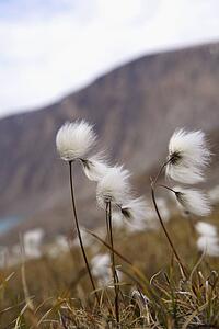 Wildflowers blowing in the wind
