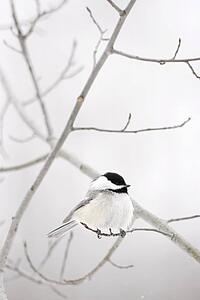 Bird on a branch