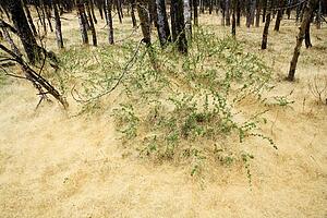 Green bush