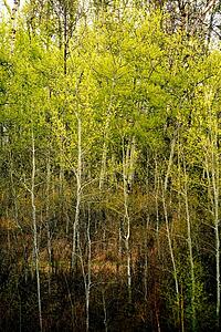 Dense leafy trees
