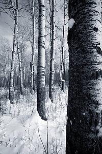 Forest in the winter