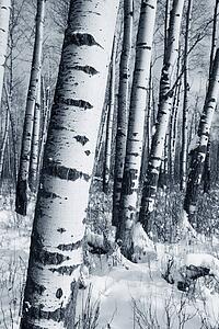 Winter forest