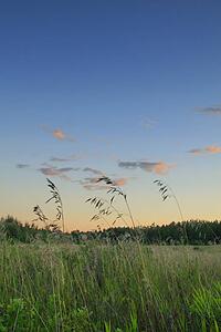 Grasses against evening sky 
