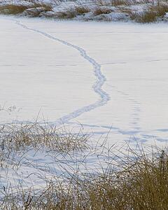 Animal tracks through snow 
