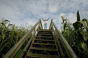 Person standing at the top of stairs in a corn field