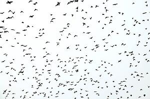 Birds of a feather