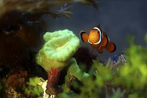 Clownfish