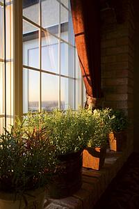 Window sill full of plants