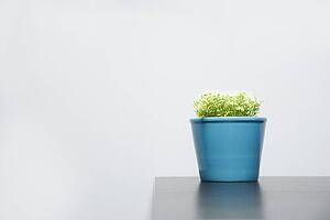 Plant in a blue pot