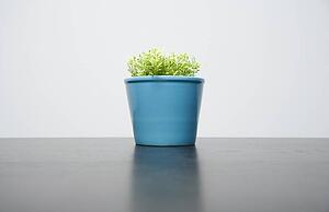 Plant in a blue pot