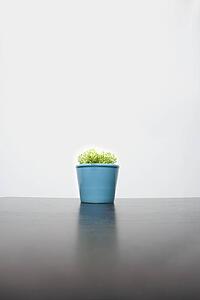 Plant in a blue pot