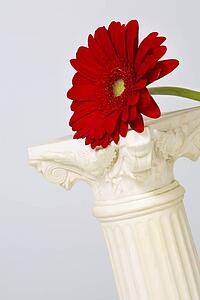 Gerber flower on a pedestal