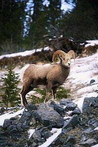 Bighorn sheep standing on rocks