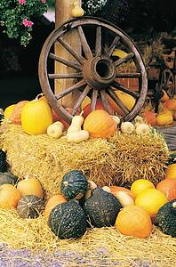 Wagon wheel on a hay bale surrounded by a variety of squash