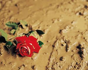 A rose discarded in mud