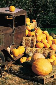 Pumpkin harvest