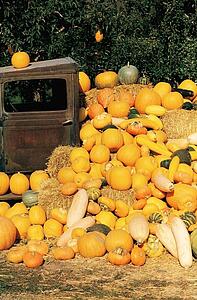 An old truck surrounded by pumpkins and squash
