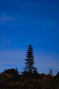 Lone pine tree silhouette with starry sky 