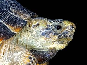 Texas tortoise