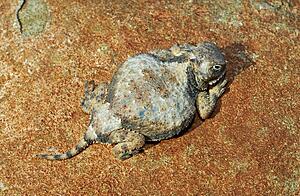A round-tail horned lizard