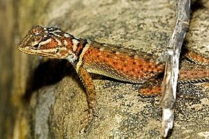 Blue spiny lizard