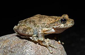 A Canyon Treefrog on a rock