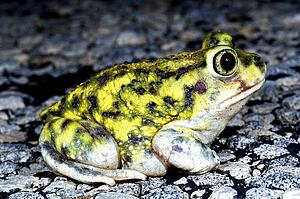A spadefoot toad