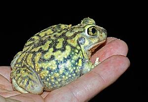 A spadefoot toad being held