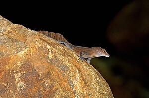 A crested anole