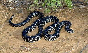 A desert kingsnake