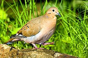 A Zenaida dove walking on a ledge