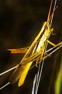 A grasshopper perched on a stick