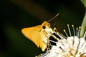 A Delaware skipper feeding on a flower 