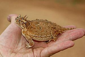 A Texas horned lizard, Phrynosoma cornutum, in the palm of a hand 