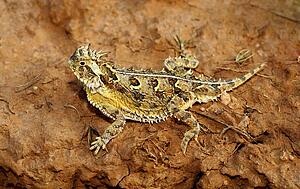 A Texas horned lizard, Phrynosoma cornutum, basking on a ledge 