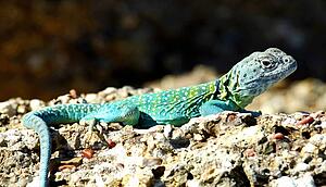 An Eastern collared lizard, Crotaphytus collaris, basking in the sun 