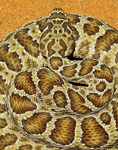 A prairie rattlesnake, Crotalus viridis, sitting on a road 