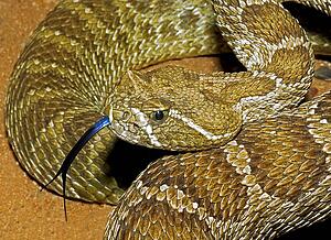 A prairie rattlesnake, Crotalus viridis, flicking it's tongue 