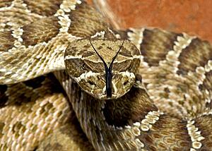 A Prairie rattlesnake, Crotalus viridis viridis, in a threat display 