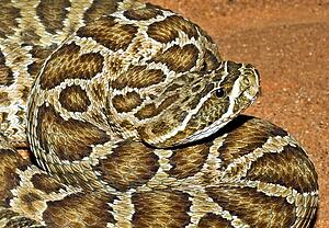 A prairie rattlesnake 