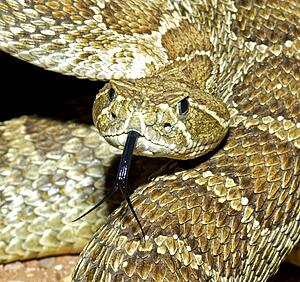 A prairie rattlesnake flicking its tongue 
