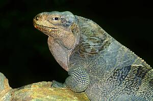 A Virgin Islands rock iguana basking on a rock